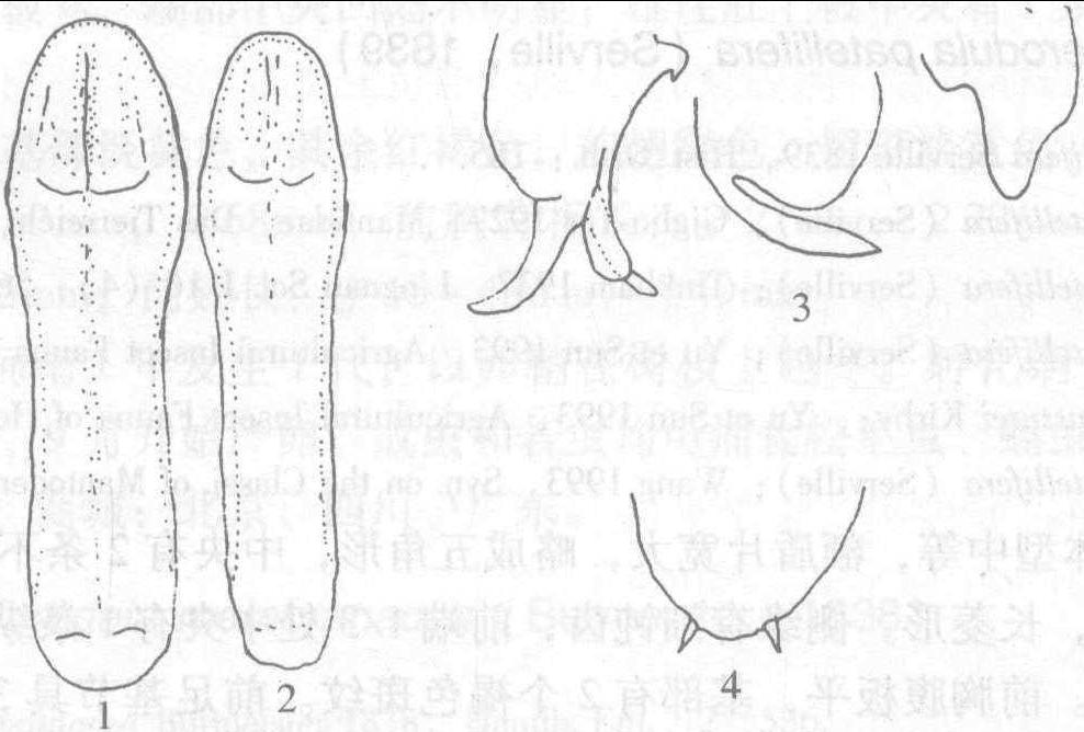 (五)大刀螳属